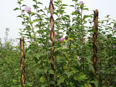 Rúd Garden Willow 190 cm, vessző, támasz a növényekhez